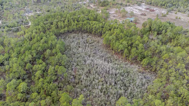 a view of a forest with a street