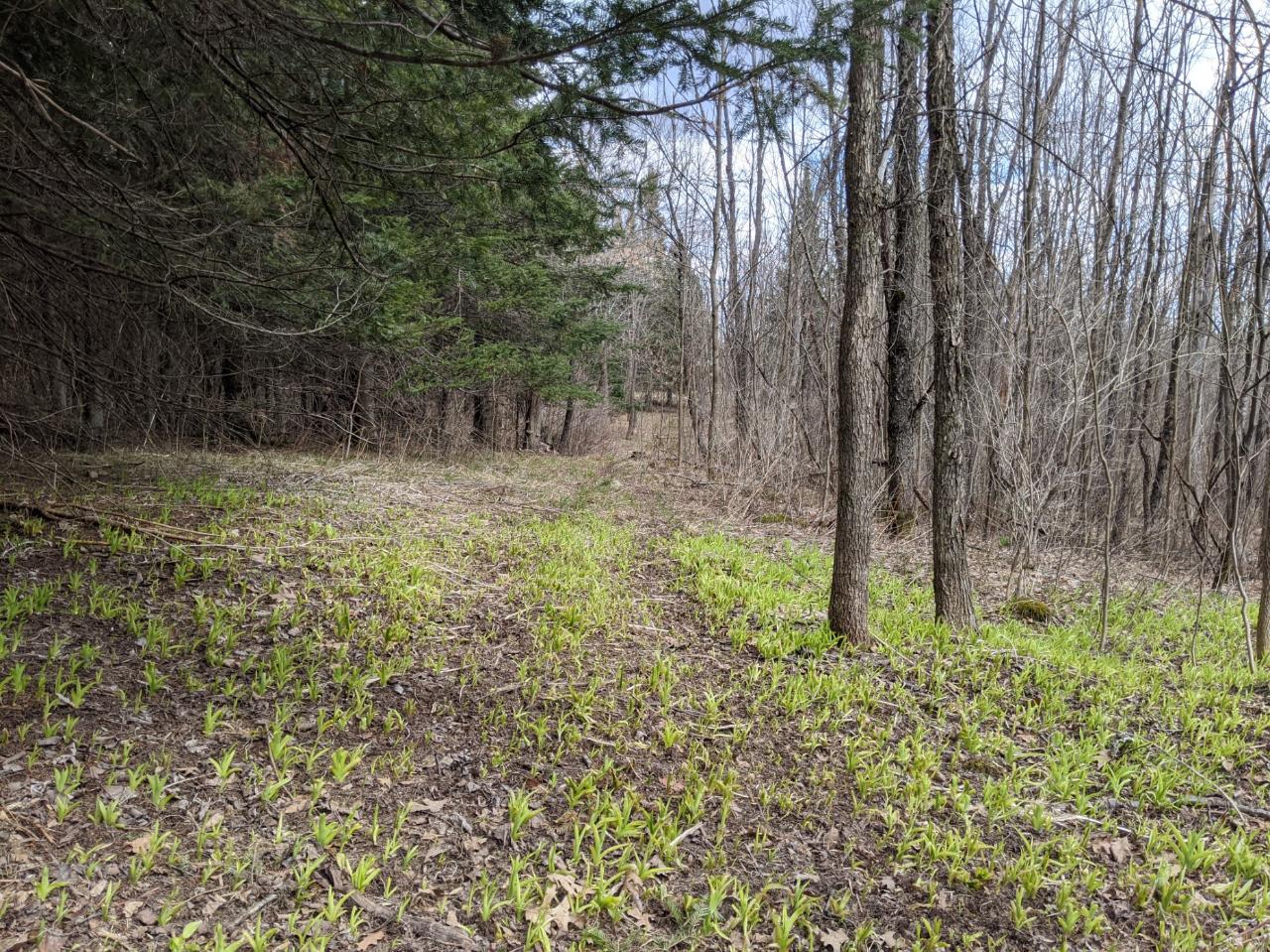 N5398 Hill Road Kennan, WI 54537 - Photo 24 of 49 Gallery Image 24