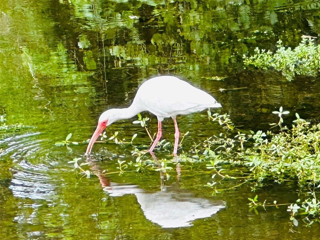 9613 Midiron Court, Unit 39A New Port Richey, FL 34655 - Photo 72 of 76