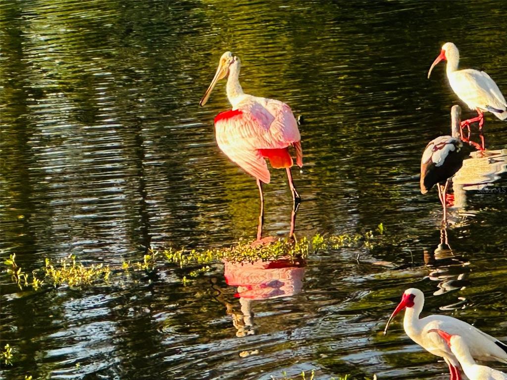 9613 Midiron Court, Unit 39A New Port Richey, FL 34655 - Photo 73 of 76