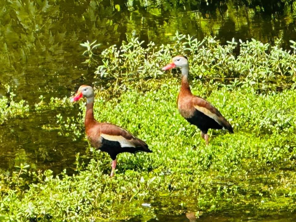 9613 Midiron Court, Unit 39A New Port Richey, FL 34655 - Photo 74 of 76