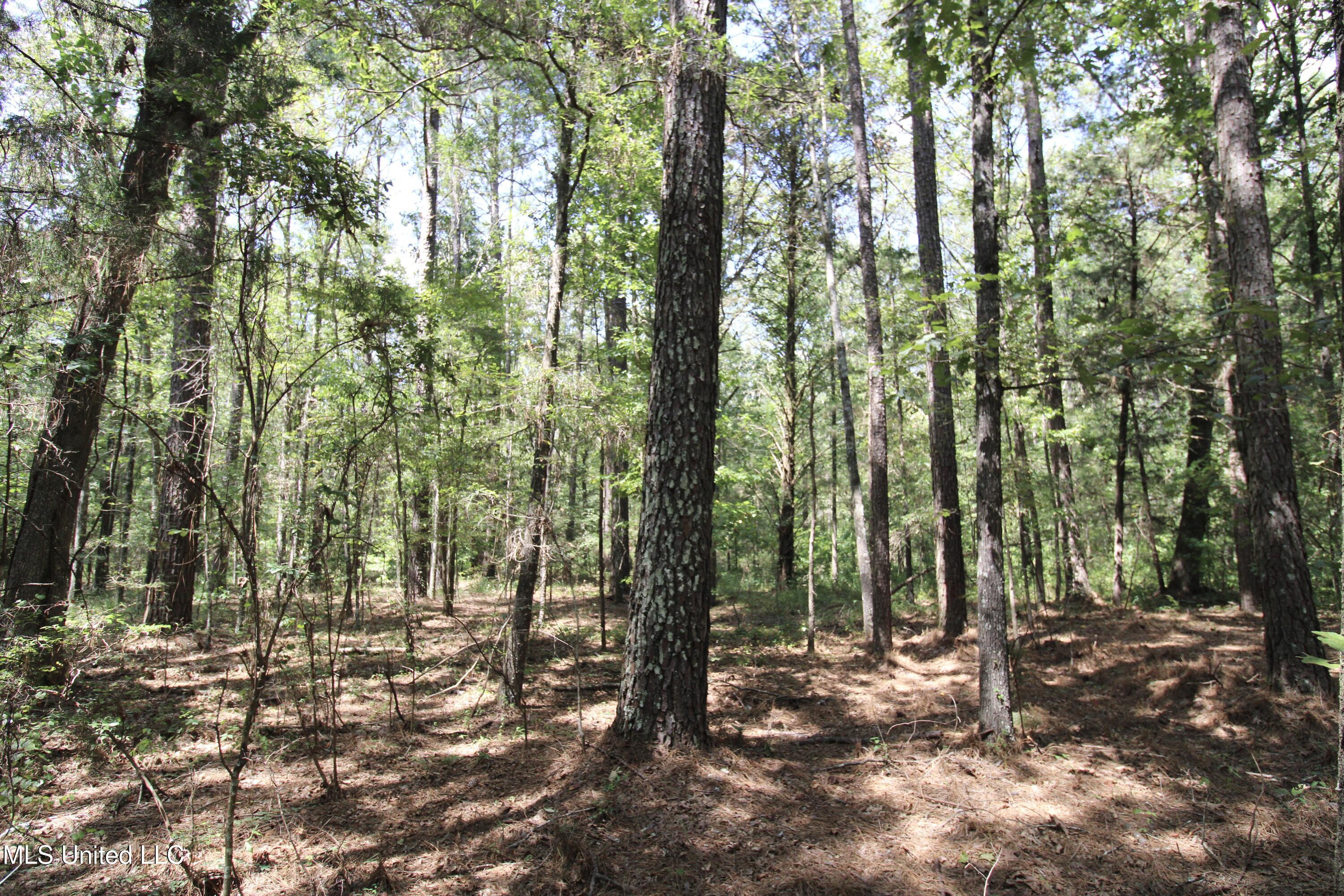 1603 Holly Bush Road Pelahatchie, MS 39145 - Photo 2 of 7 IMG_1186 (1)