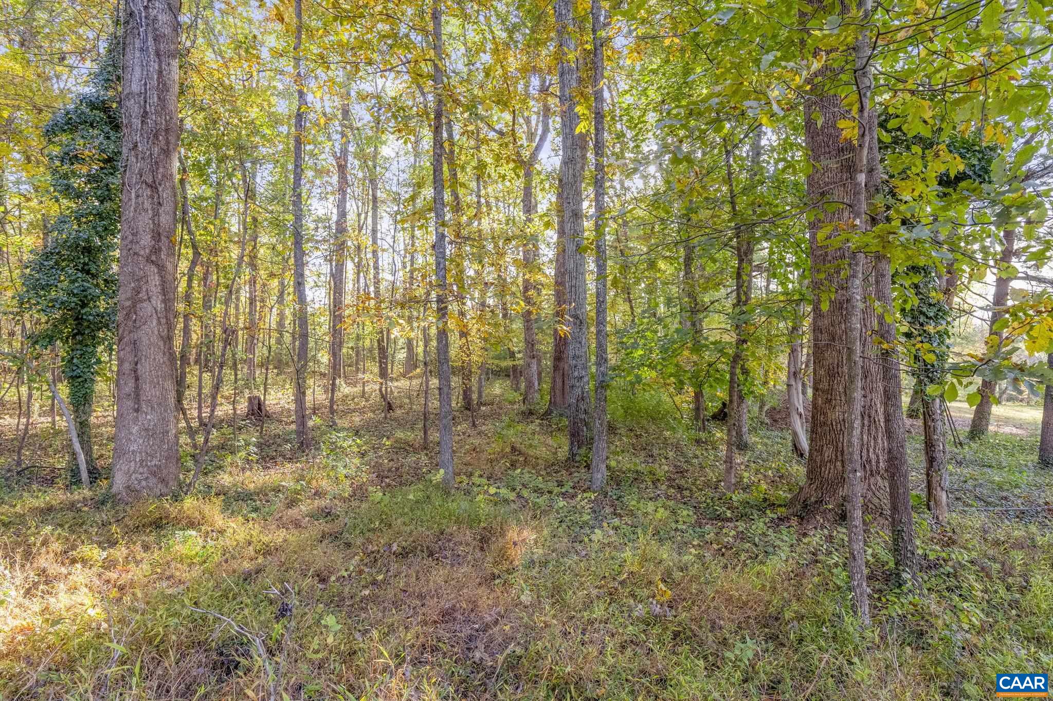5515 L Gordonsville Road Keswick, VA 22947 - Photo 12 of 25 a view of yard with trees