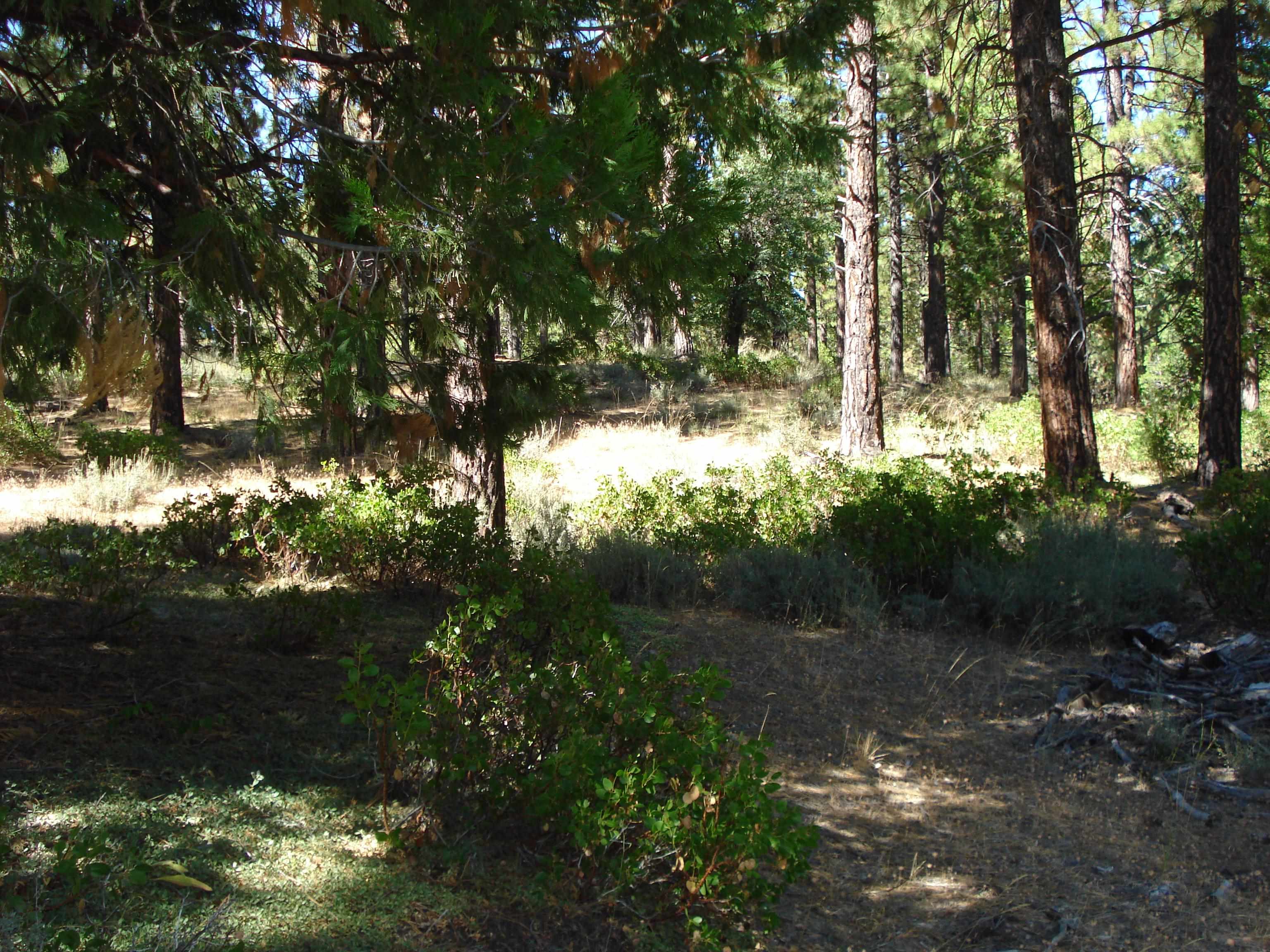 455 C Road Clio, CA 96106 - Photo 7 of 13
