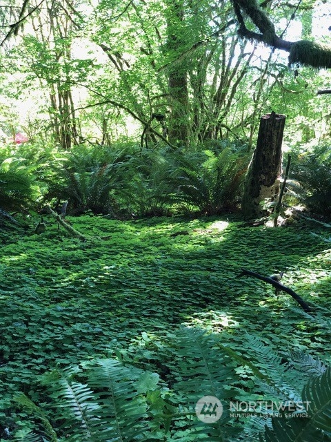 0 Smith Rd Forks Forks, WA 98331 - Photo 21 of 26 a view of a lush green forest