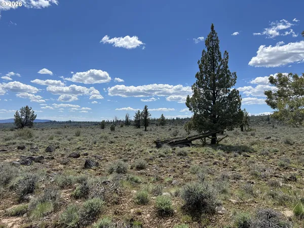 a view of a dry yard with lots of bushes