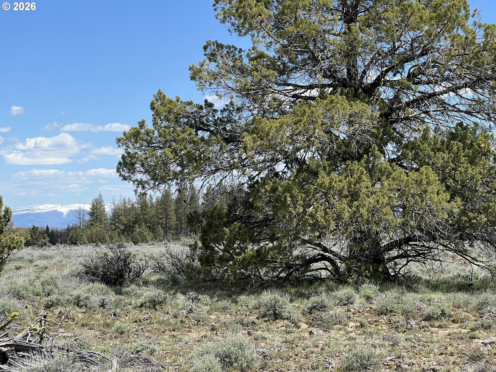 Wildpine Way, Unit 6 Chiloquin, OR 97624 - Photo 4 of 10 a view of a dry yard with lots of bushes