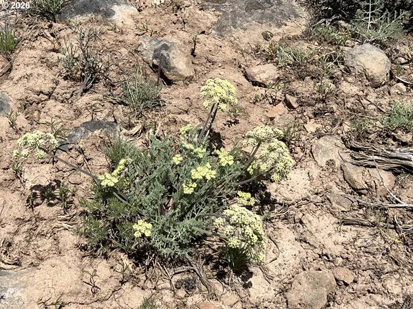 a view of a bunch of trees in a field