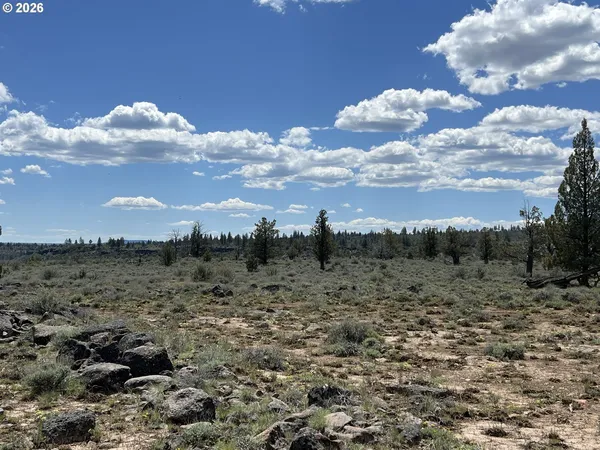 a view of a yard with plants and trees