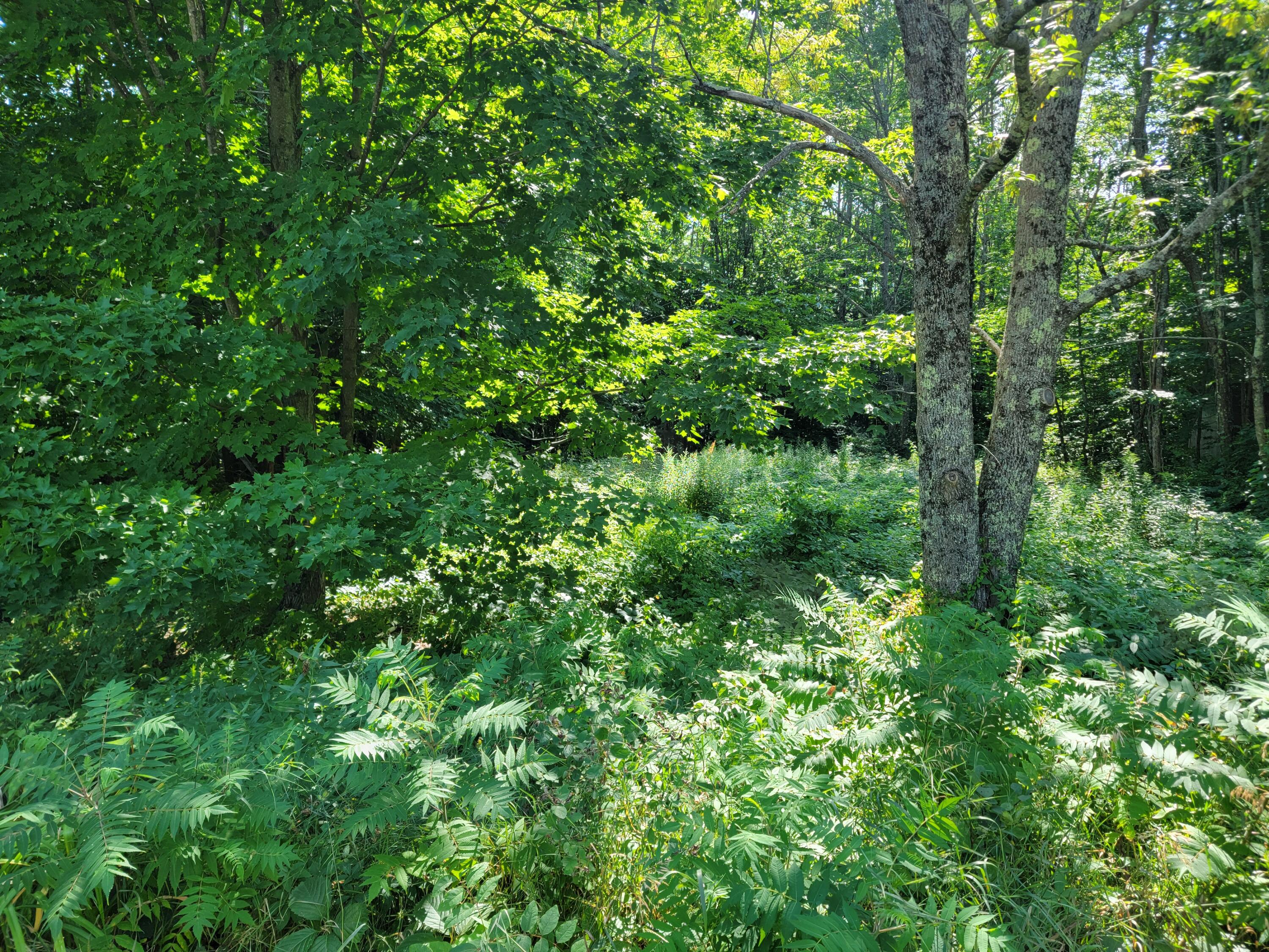 108 Green Road Fairfield, ME 04937 - Photo 4 of 5 20220731_094902