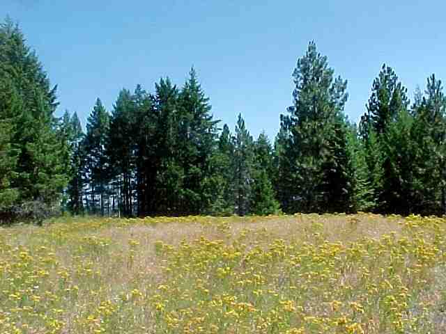 935 B Philpott Road Colville, WA 99114 - Photo 5 of 9