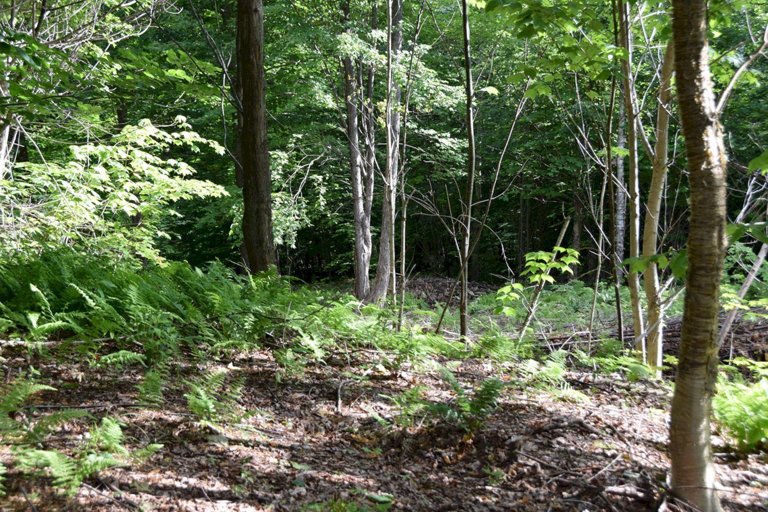 M7-l1-13 Pine Bluff Road Embden, ME 04958 - Photo 8 of 10 partially cut getting ready for your hom