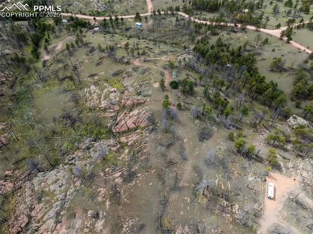 a view of a tree in a yard