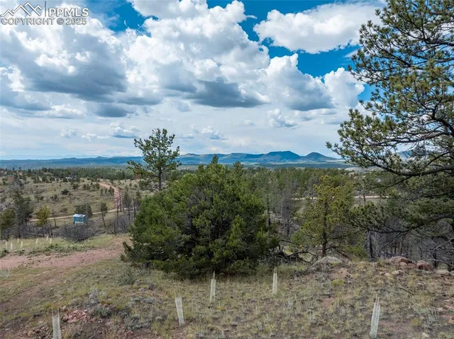 a view of a yard with a tree