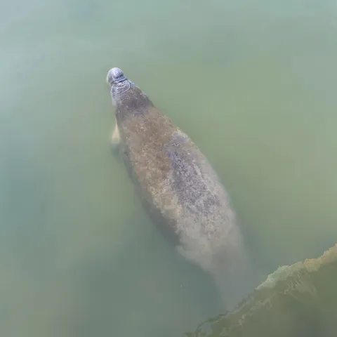 a close up of a marble wall