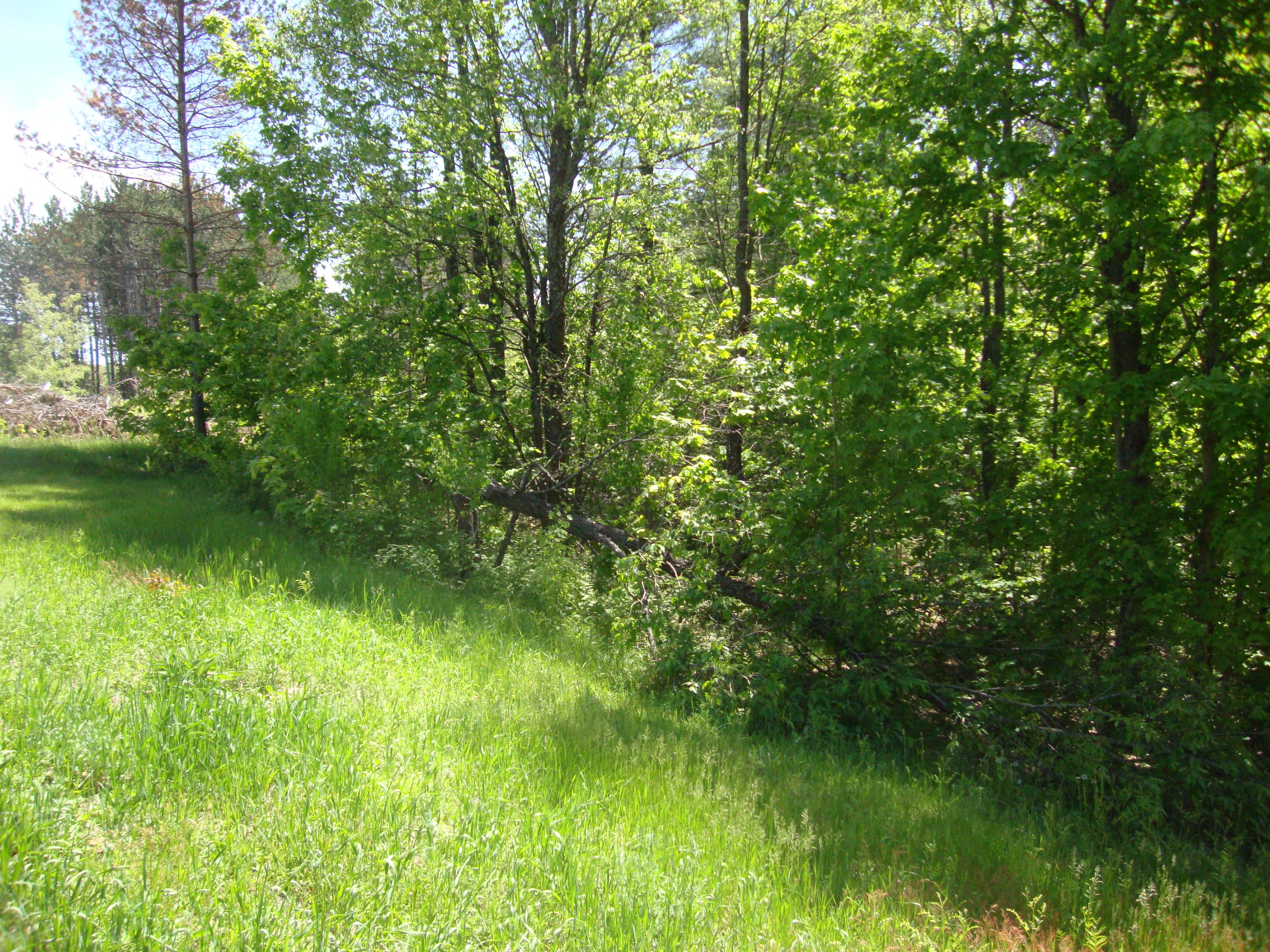11306 Darragh Road Mancelona, MI 49659 - Photo 5 of 17 Gallery Image 5
