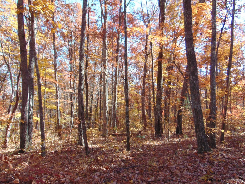 0 Raccoon Ridge Road Spring City, TN 37381 - Photo 38 of 70