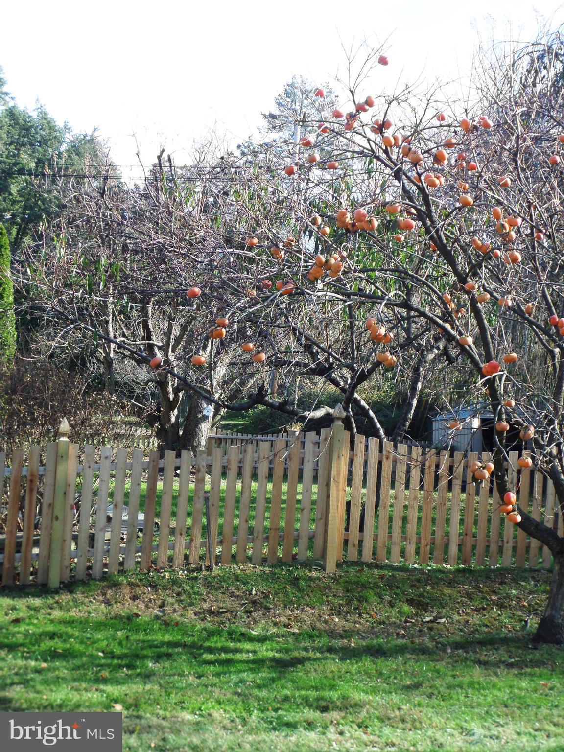 514 Laverock Road Glenside, PA 19038 - Photo 52 of 55 Persimmon Tree