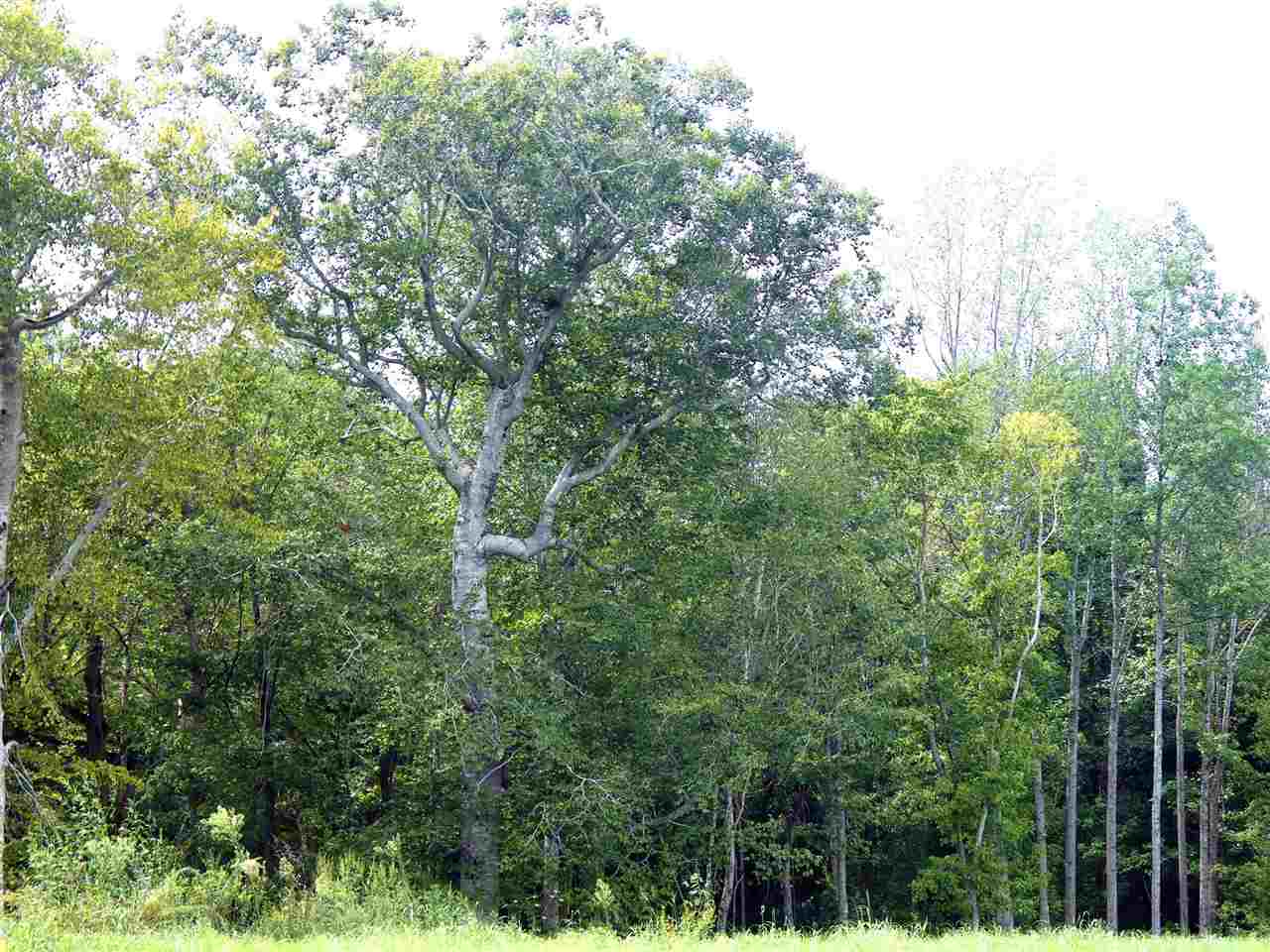 0 Caldwell Road Ripley, TN 38063 - Photo 4 of 6