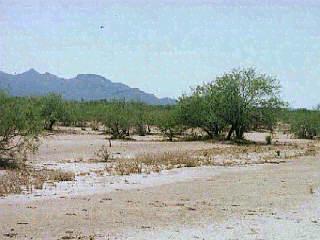 13800 West Orange Grove Road Chandler, AZ 85225 - Photo 3 of 5