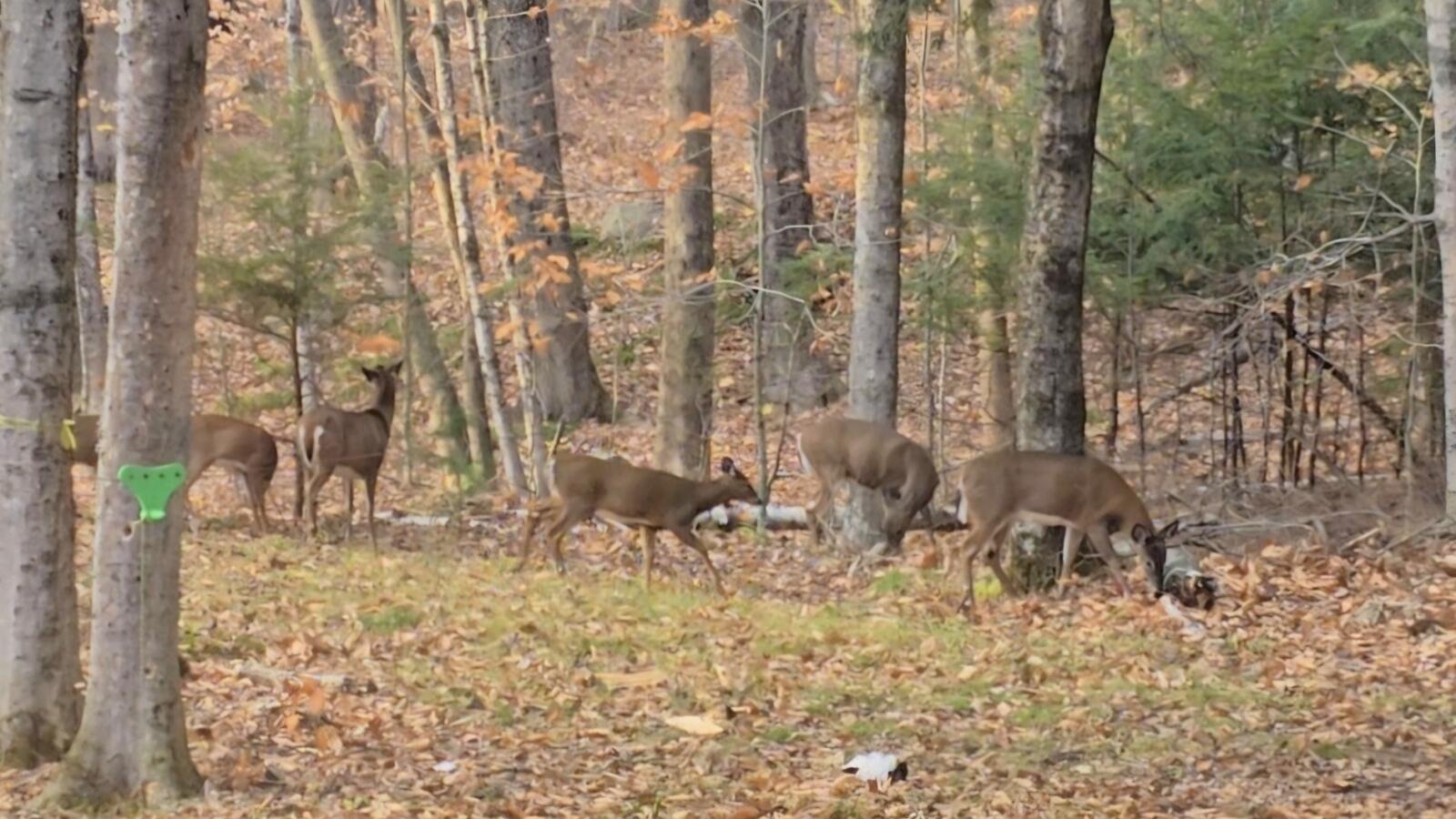146 Belcher Road Farmington, ME 04938 - Photo 78 of 81 Screenshot_20260714_214927_Gallery
