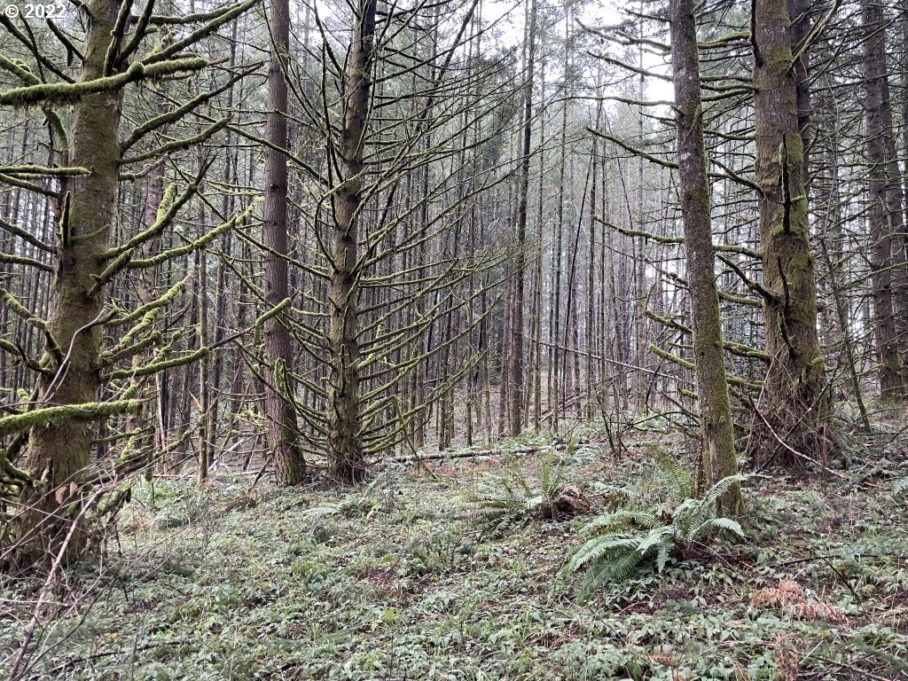 0 Southeast Snuffin Road Estacada, OR 97023 - Photo 7 of 12 Gallery Image 7