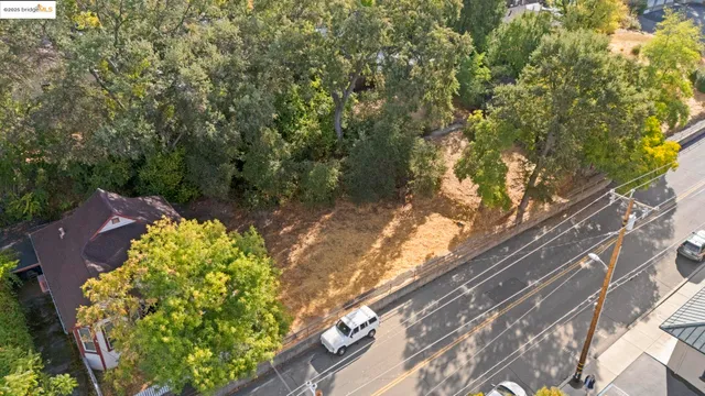 a view of a yard with plants and large trees