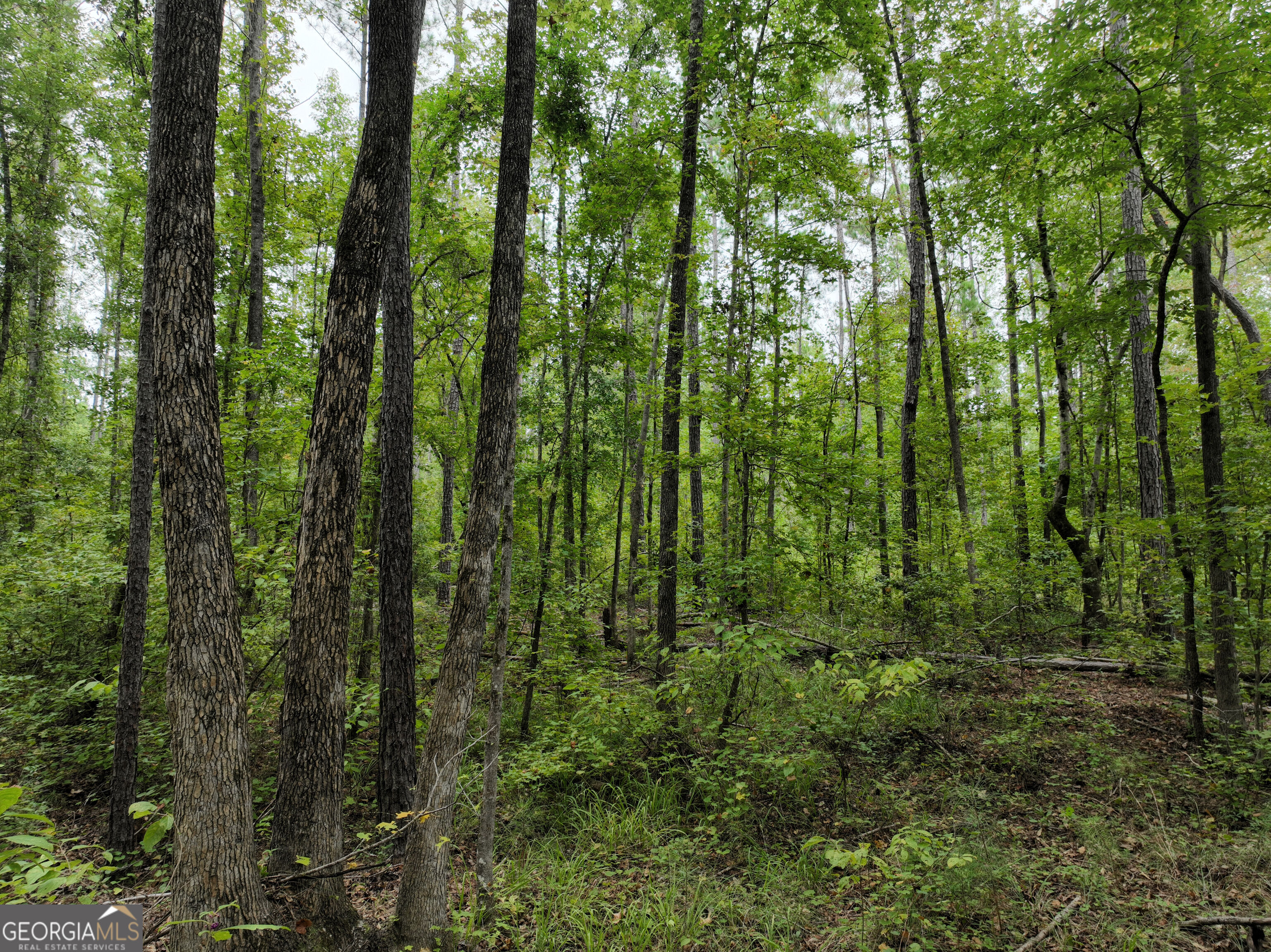 0 Buckrun Road Talbotton, GA 31827 - Photo 11 of 20 Gallery Image 11