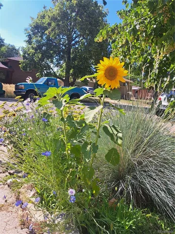 a view of a tree in a garden