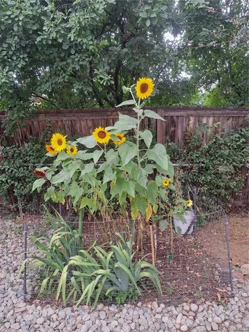 a view of a backyard with swimming pool