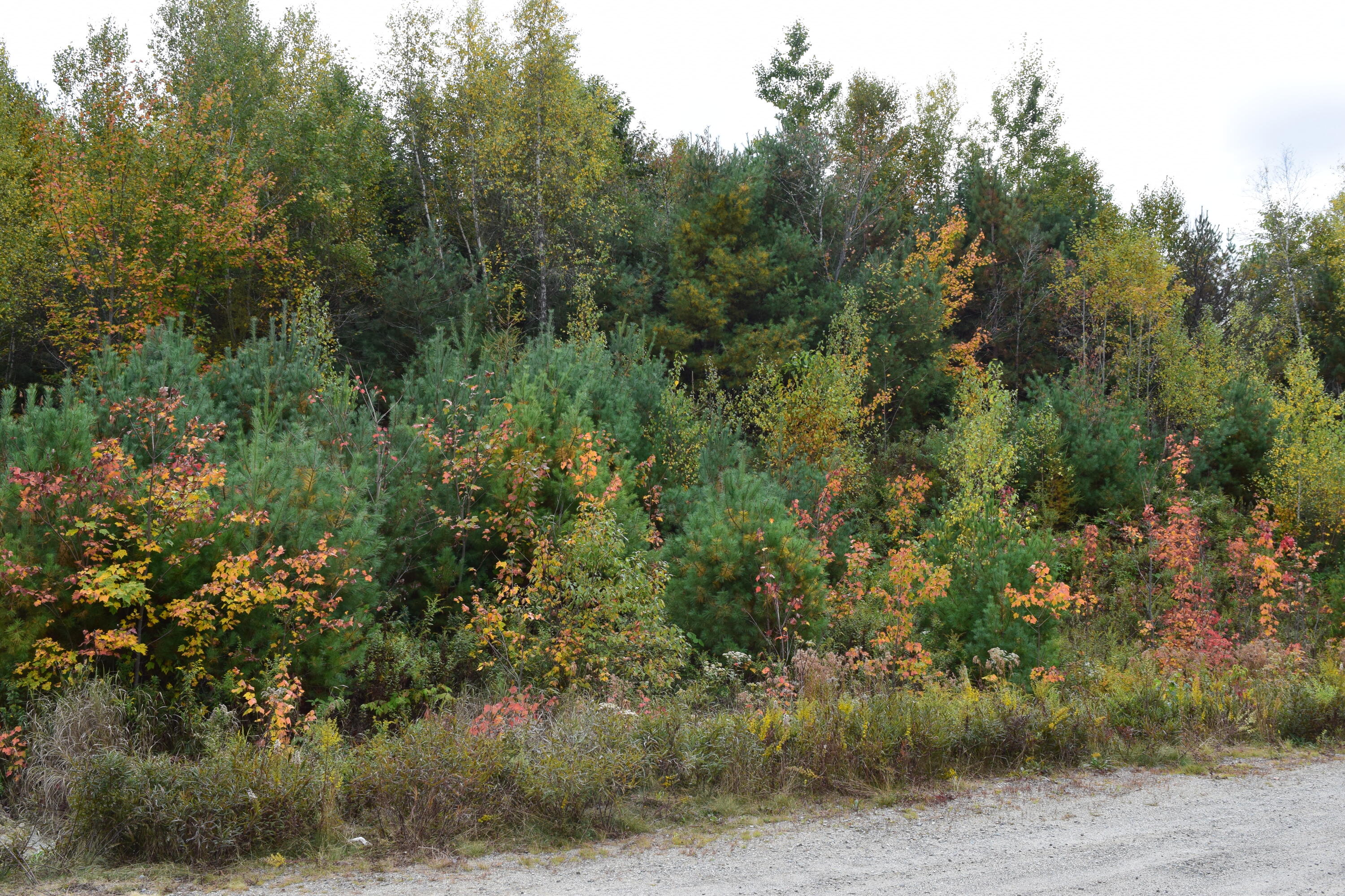 Lot 14 Surry Ridge Surry, ME 04684 - Photo 4 of 8 DSC_0247