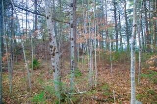 44 West Chops Point Road Bath, ME 04530 - Photo 15 of 15 16