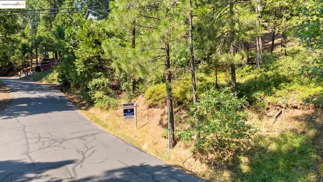 a view of yard with large trees