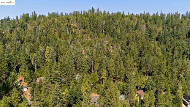 a view of a lush green forest