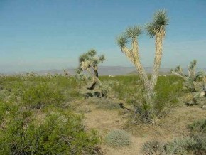 198 Hansen Road Yucca, AZ 86438 - Photo 7 of 9 Additional Photo