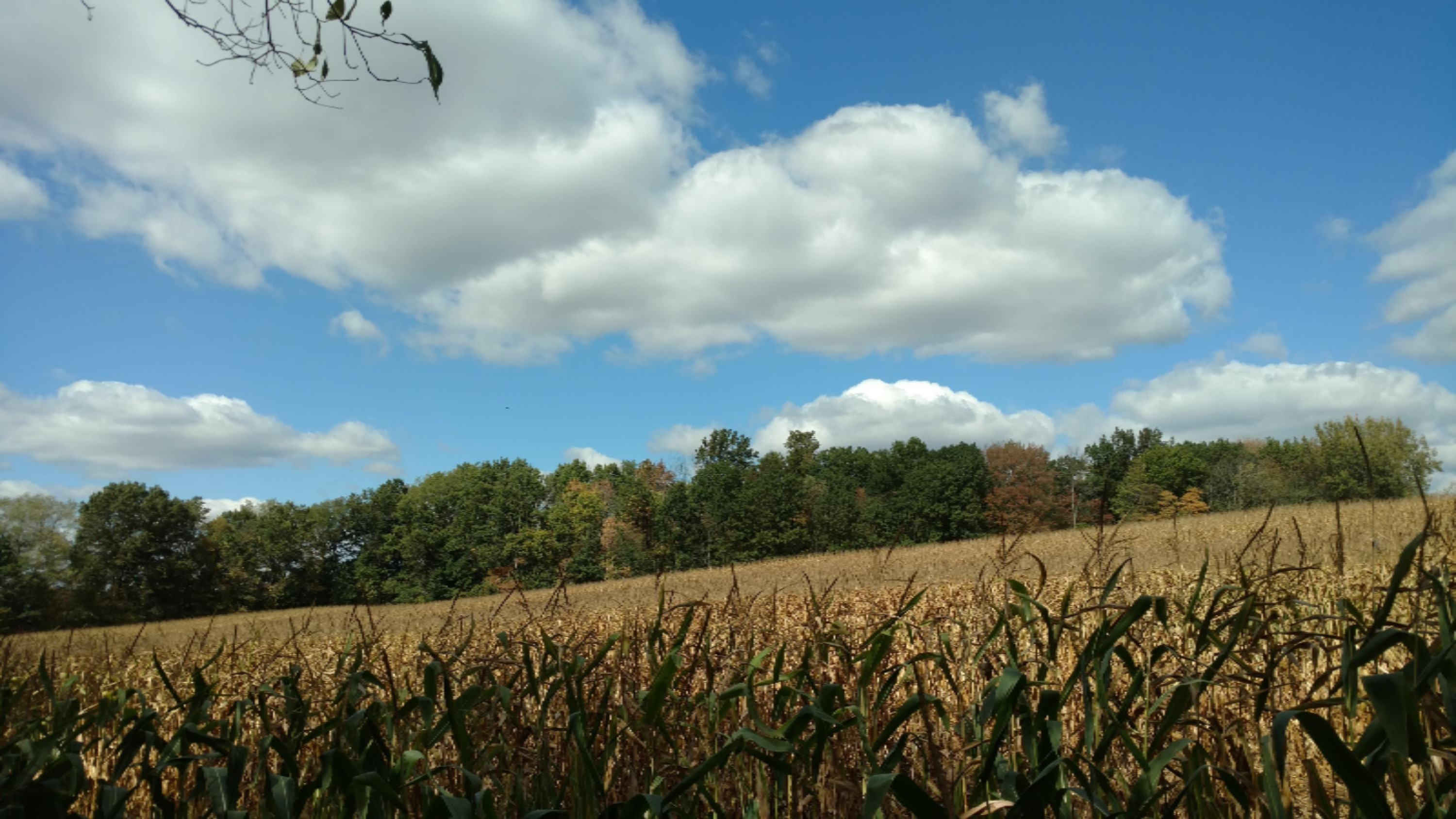 11751 7 Mile Road Northeast Belding, MI 48809 - Photo 1 of 18 IMG_20170928_135501670