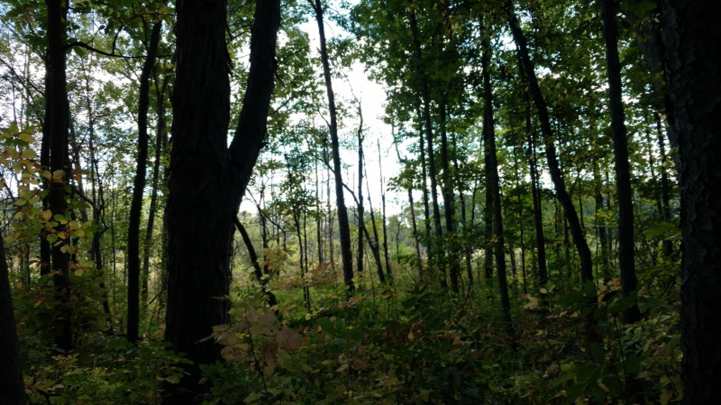 11751 7 Mile Road Northeast Belding, MI 48809 - Photo 13 of 18 IMG_20170928_125043612