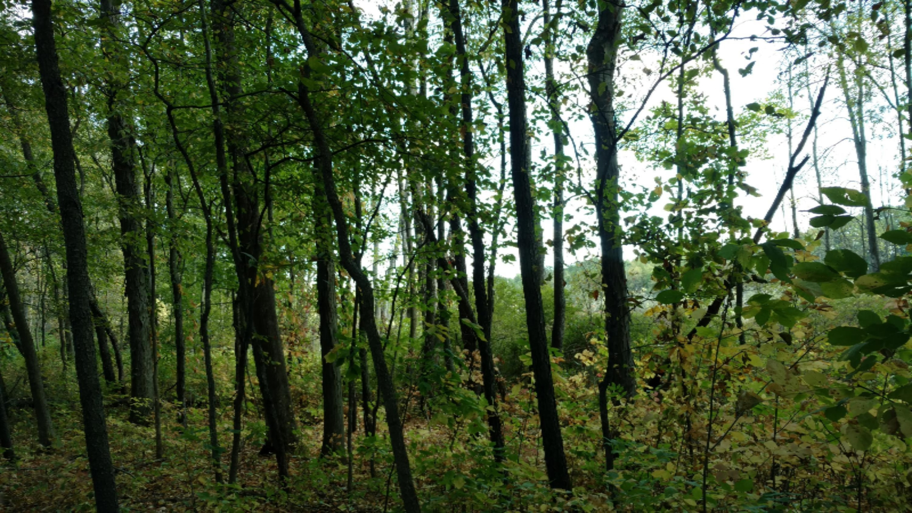 11751 7 Mile Road Northeast Belding, MI 48809 - Photo 14 of 18 IMG_20170928_125052044