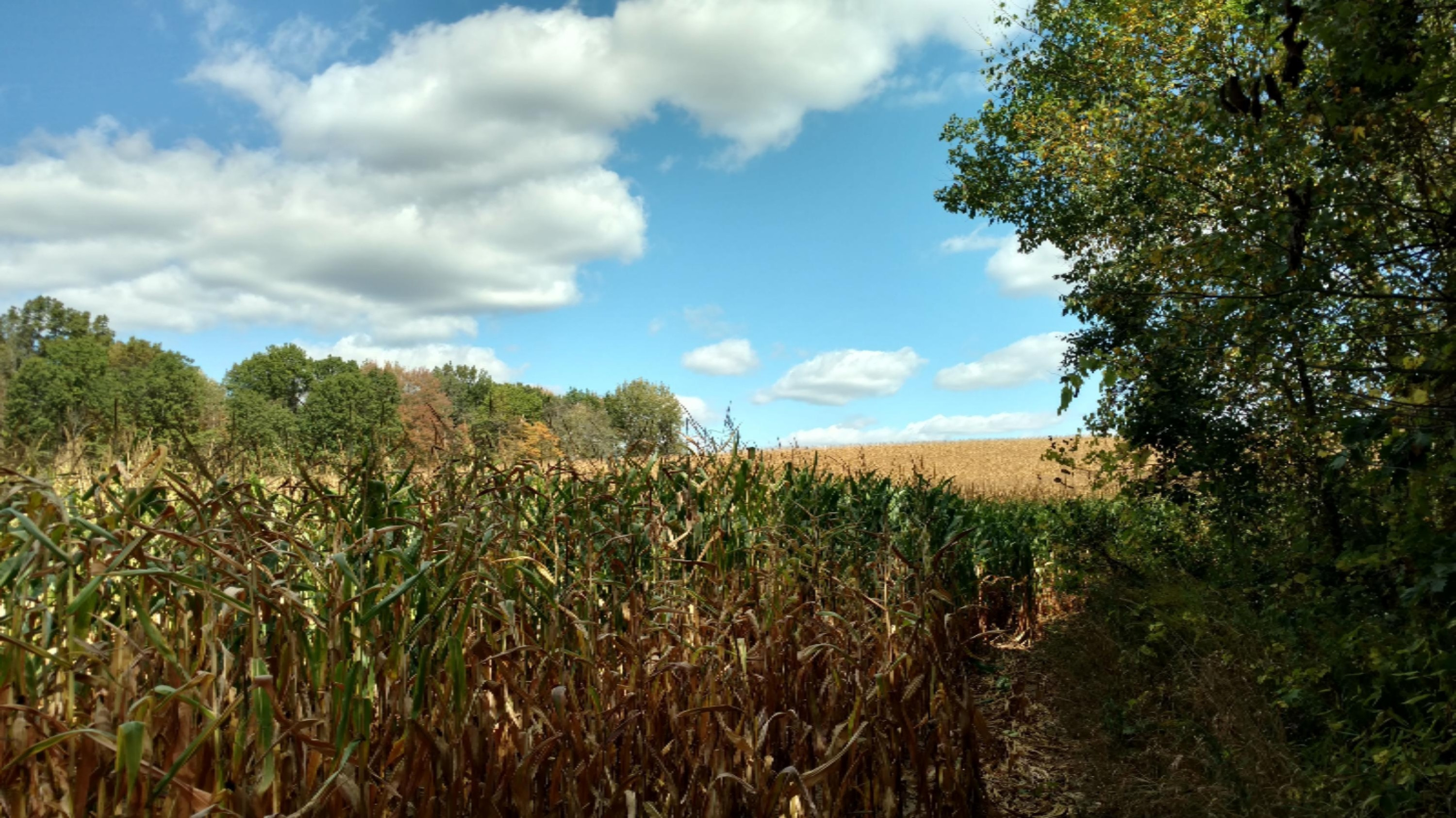 11751 7 Mile Road Northeast Belding, MI 48809 - Photo 15 of 18 IMG_20170928_135230586_HDR