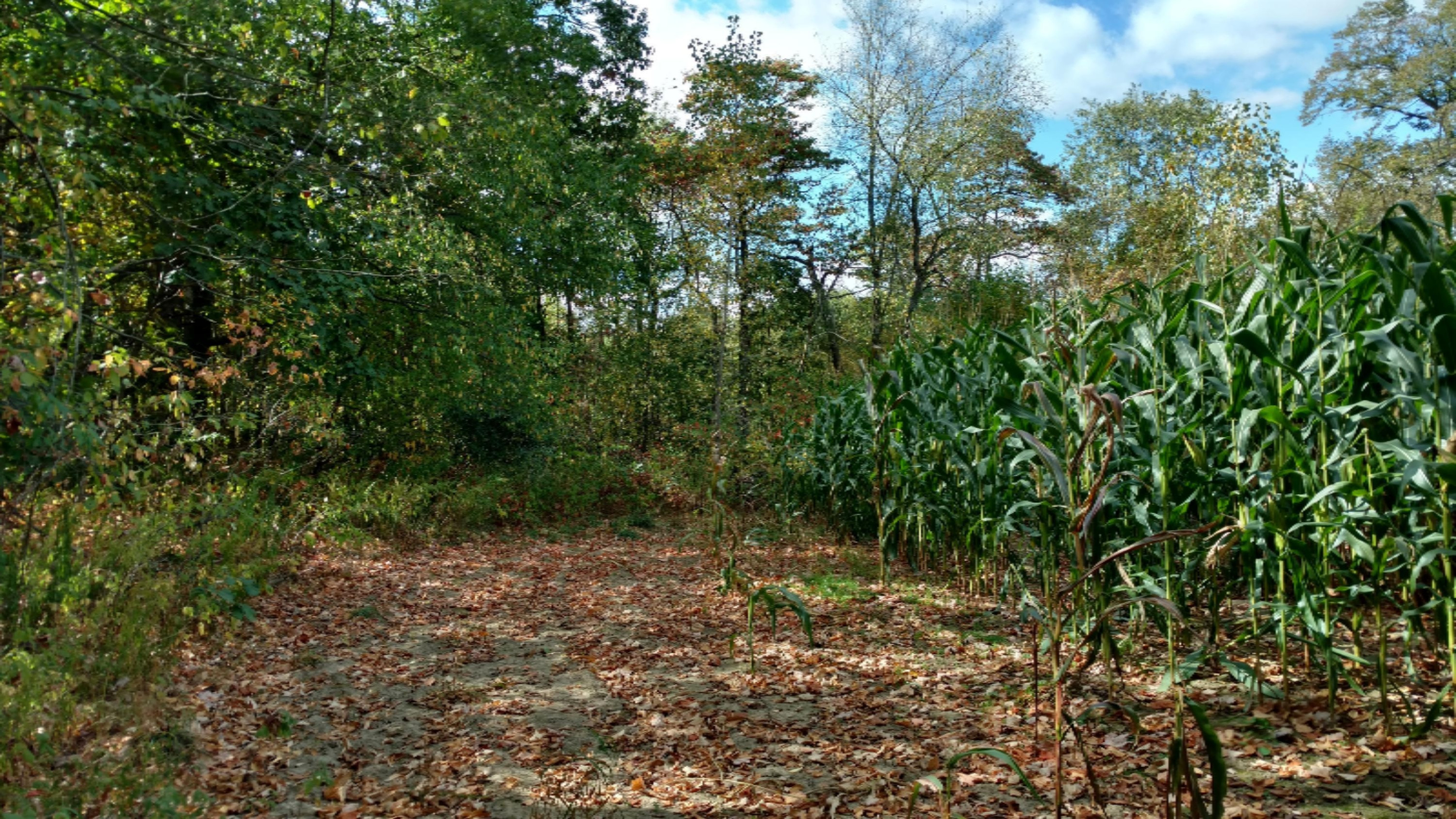 11751 7 Mile Road Northeast Belding, MI 48809 - Photo 16 of 18 IMG_20170928_135244031_HDR