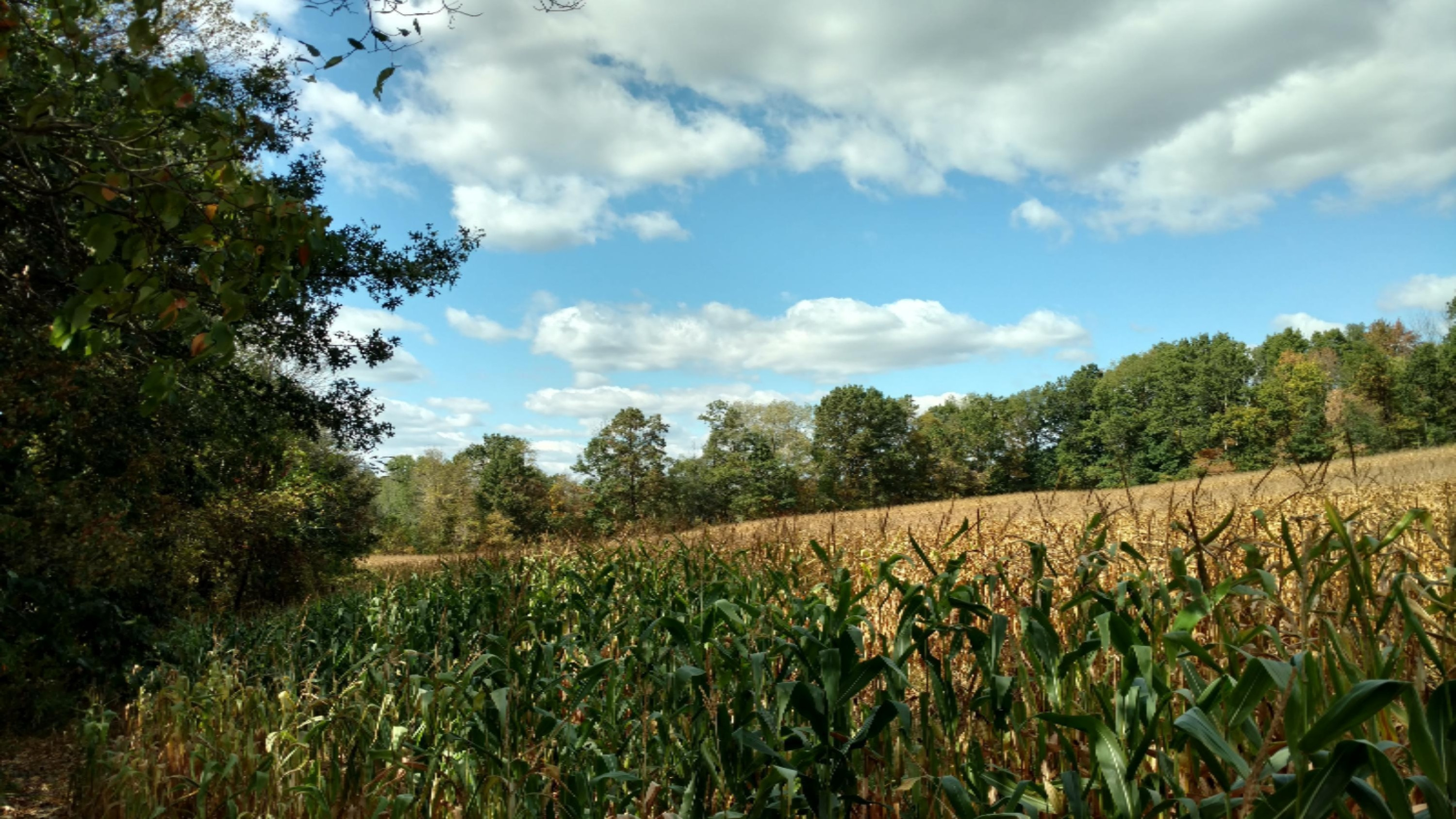 11751 7 Mile Road Northeast Belding, MI 48809 - Photo 17 of 18 IMG_20170928_135504346_HDR