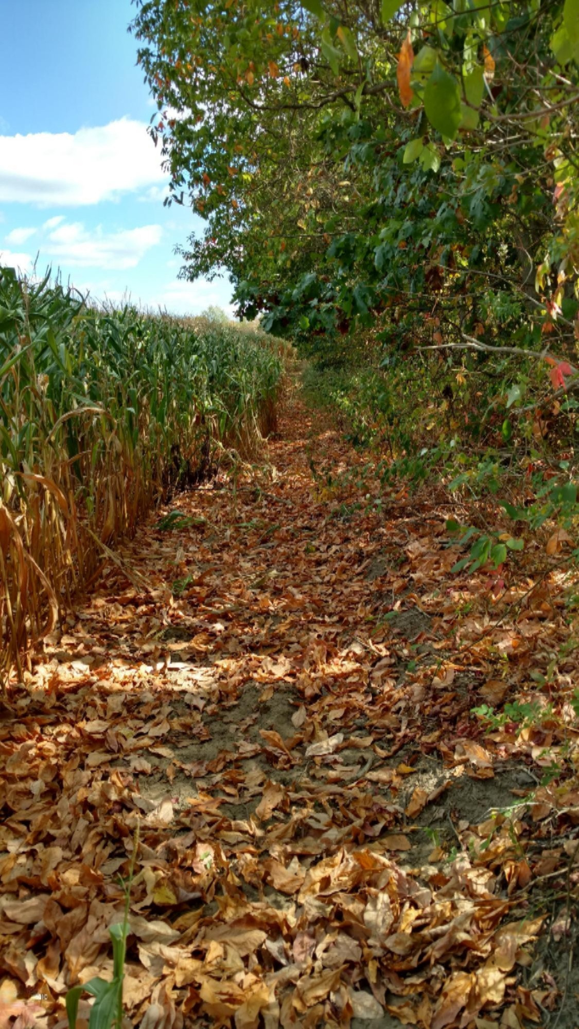 11751 7 Mile Road Northeast Belding, MI 48809 - Photo 18 of 18 IMG_20170928_135515432_HDR