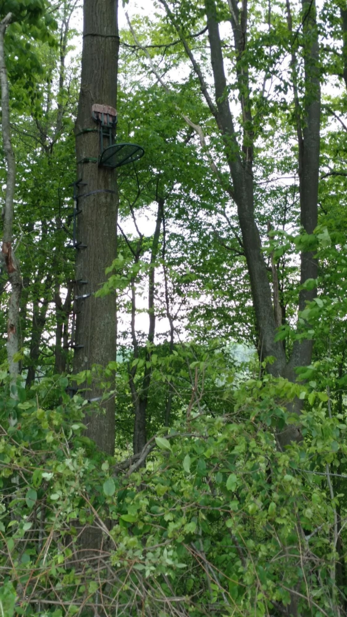 11751 7 Mile Road Northeast Belding, MI 48809 - Photo 5 of 18 Copy of IMG_20170524_163220368