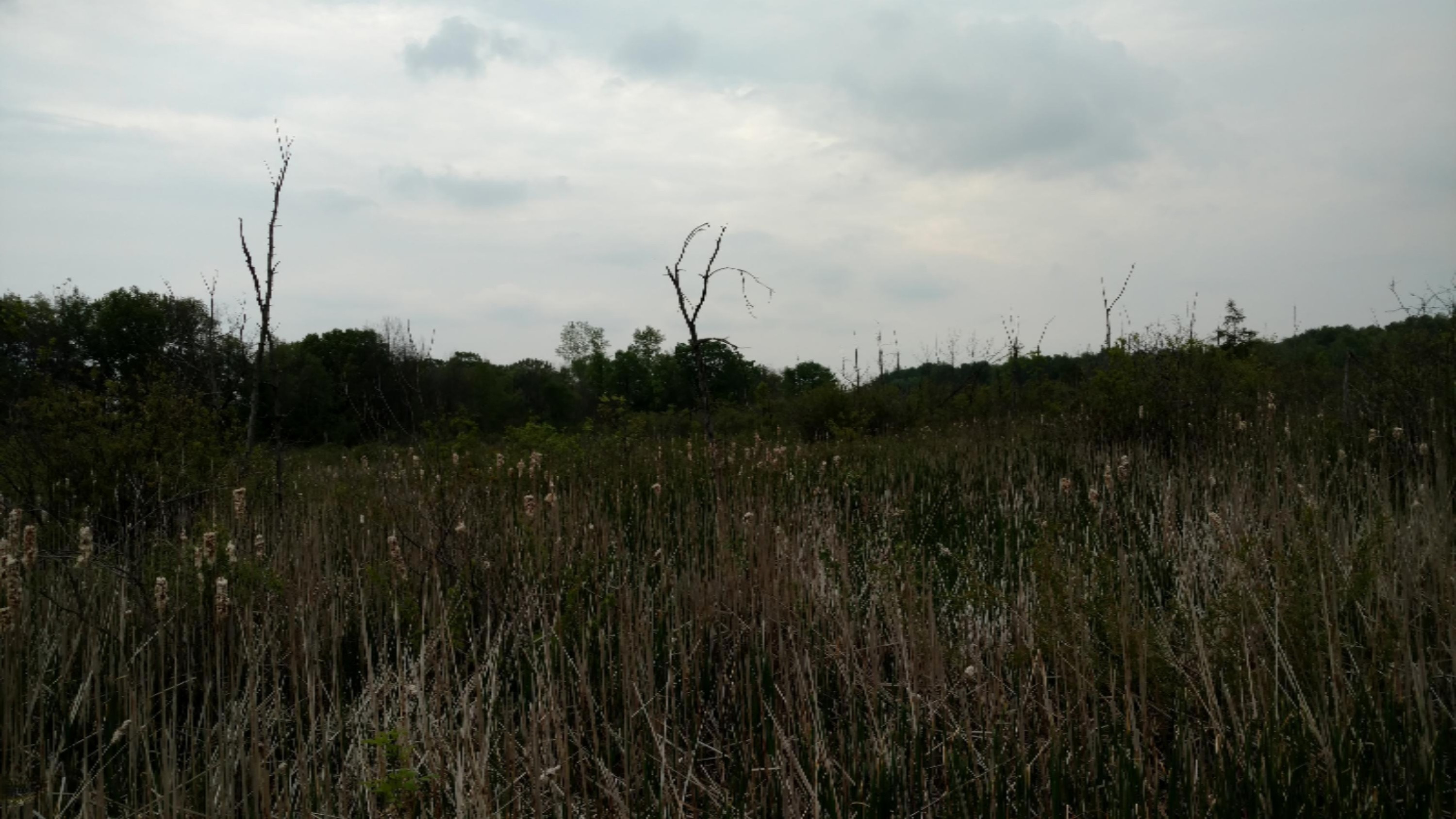 11751 7 Mile Road Northeast Belding, MI 48809 - Photo 8 of 18 Copy of IMG_20170524_171124799