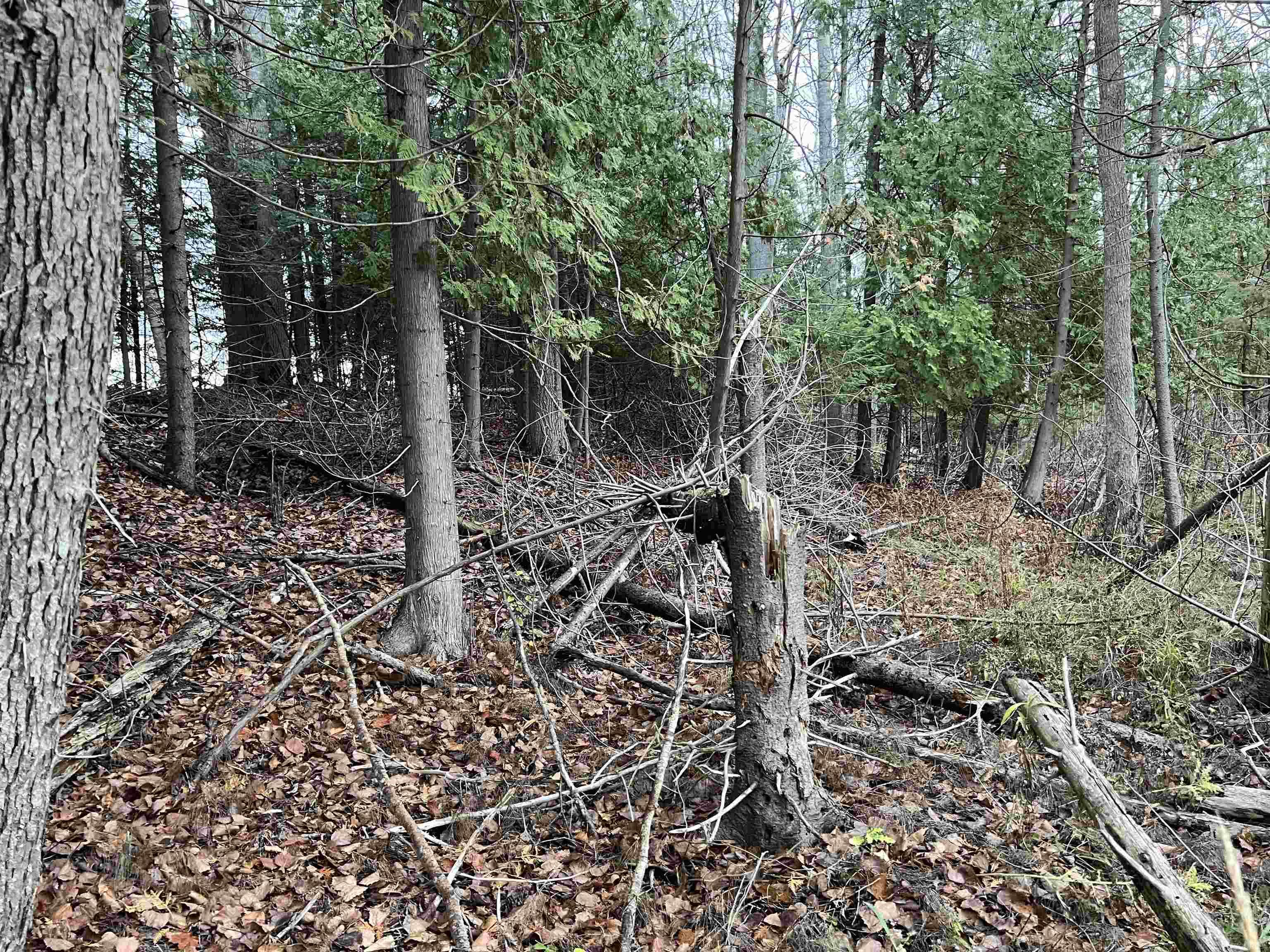 Long Rapids Road Alpena, MI 49707 - Photo 40 of 47 Gallery Image 40