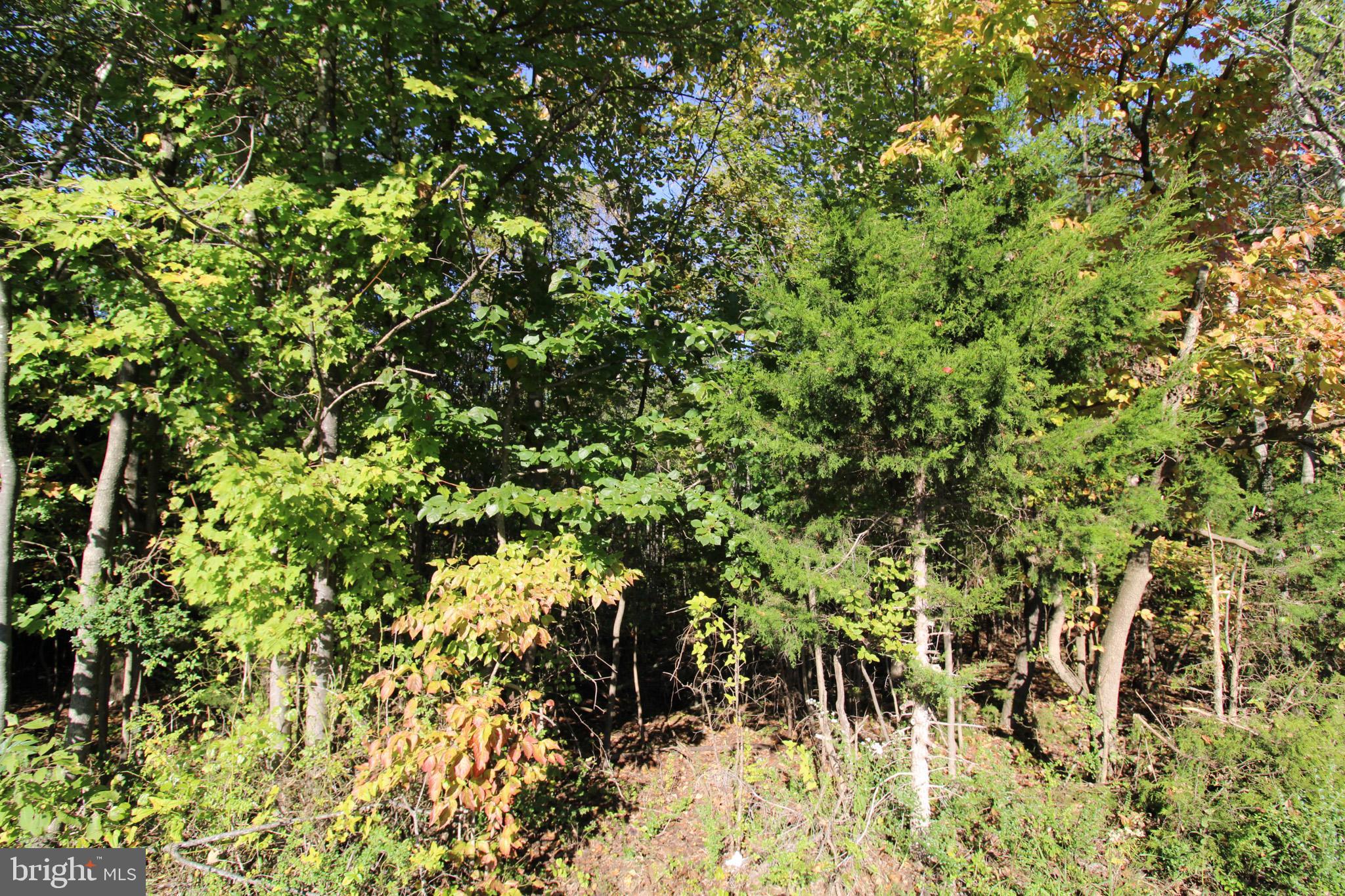 Tbd Roark Mill Road, Unit LOT 3 Hurt, VA 24563 - Photo 11 of 28