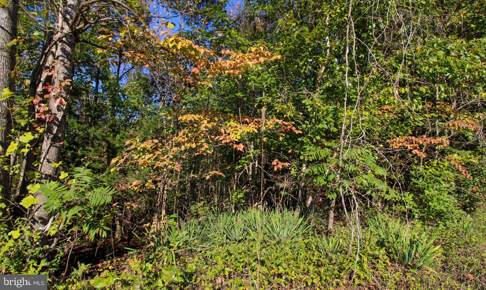 Tbd Roark Mill Road, Unit LOT 3 Hurt, VA 24563 - Photo 9 of 28