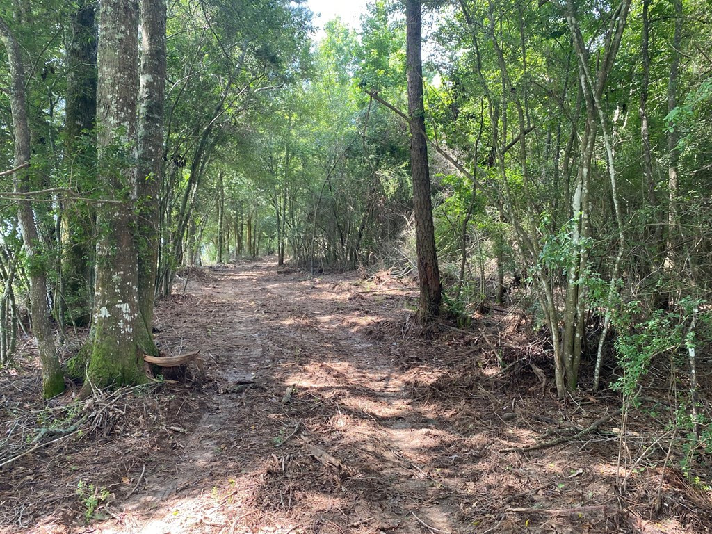 Xxx Taylor Road Magnolia, MS 39652 - Photo 6 of 23 Photo 6