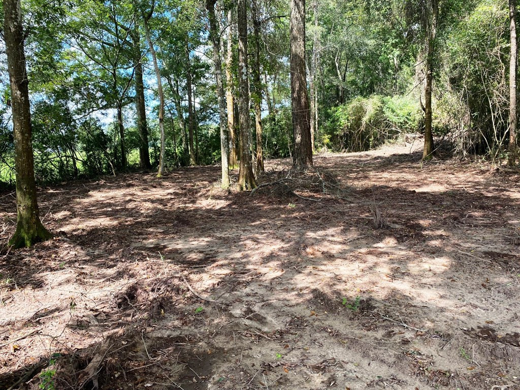 Xxx Taylor Road Magnolia, MS 39652 - Photo 8 of 23 Cleared Area on SE Corner