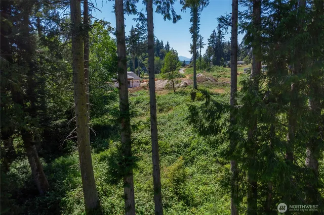 a view of a forest with trees